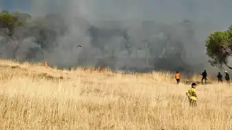 Ayvalık Sakarya Mahallesi'nde Otluk Alanda Yangın Çıktı