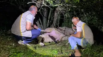Bursa'nın İnegöl ilçesinde yıldırım düşmesi sonucu 6 koyun telef oldu