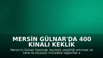 Mersin Gülnar'da 400 Kınalı Keklik Doğaya Salındı