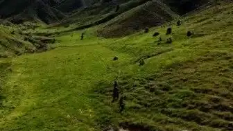 Tunceli'de Mantar Toplayan 3 Kişi Ayı Saldırısına Uğradı