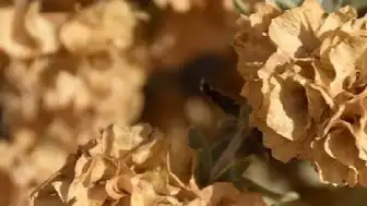 Tuz Çalısı Bitkisi Türkiye'de Kuraklıkla Mücadelede Umut Oluyor