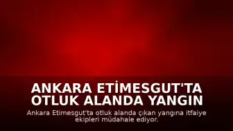 Ankara Etimesgut'ta otluk alanda yangın çıktı