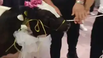 Düğün Hediyesi Olarak Dana Takdim Edildi