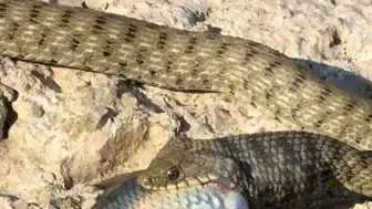 Elazığ'da yılanın balık avladığı anlar görüntülendi
