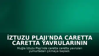 İztuzu Plajı'nda Caretta Caretta Yavrularının Denize Ulaşma Süreci Başladı