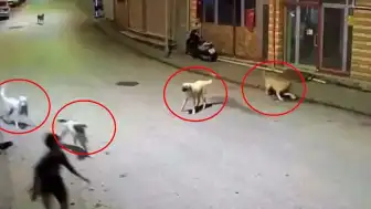 Ordu'da Sokak Köpeklerinin Saldırısına Uğrayan Çocuk Esnafın Müdahalesiyle Kurtarıldı