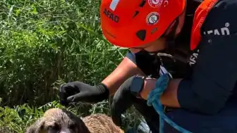 Siirt'te su kuyusuna düşen köpek AFAD ekiplerince kurtarıldı