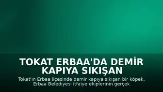 Tokat Erbaa'da Demir Kapıya Sıkışan Köpek İtfaiye Tarafından Kurtarıldı