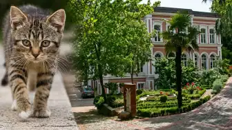 Yıldız Teknik Üniversitesi'nde Kampüs Hayvanları ve Akademisyen İddiaları Tartışılıyor