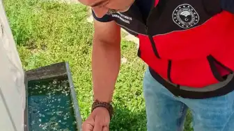 Afyonkarahisar'da Haziran Böceğiyle Mücadele İçin Tuzak Denemeleri Yapıldı