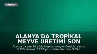 Alanya'da Tropikal Meyve Üretimi Son 10 Yılda Önemli Ölçüde Arttı