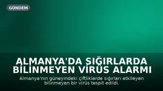 Almanya'da Sığırlarda Bilinmeyen Virüs Alarmı Verildi