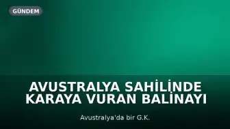 Avustralya Sahilinde Karaya Vuran Balinayı Genç Bir Kız Buldu