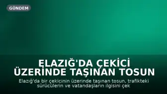 Elazığ'da Çekici Üzerinde Taşınan Tosun Trafikte İlgi Odağı Oldu