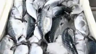Karadeniz'de Palamut Bolluğu Fiyatları Düşürdü