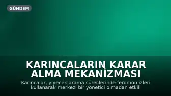 Karıncaların Karar Alma Mekanizması İnsanlara İlham Veriyor