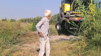 Osmaniye'de Mısır Çiftçileri Artan Maliyetler Nedeniyle Zor Durumda