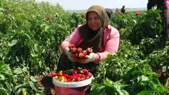 Sel Felaketine Rağmen Pes Etmeyen Çiftçi, Kapya Biberiyle Yüksek Fiyat Elde Ediyor