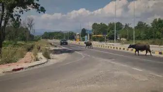 Zonguldak'ta Yola Çıkan Mandalar Trafikte Tehlike Yarattı