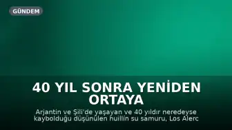 40 Yıl Sonra Yeniden Ortaya Çıktı: Huillín Su Samuru Los Alerces Milli Parkı'nda Görüldü