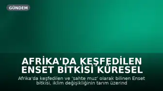 Afrika'da Keşfedilen Enset Bitkisi Küresel Açlıkla Mücadelede Umut Vadediyor