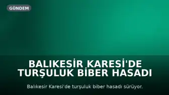 Balıkesir Karesi'de Turşuluk Biber Hasadı Devam Ediyor