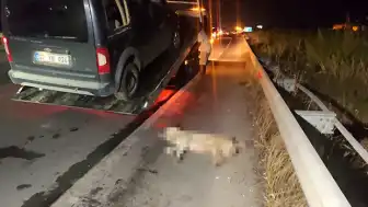 Manavgat-Alanya yolunda zincirleme kaza: Köpeğe çarpan araç devrildi, 5 araç birbirine girdi