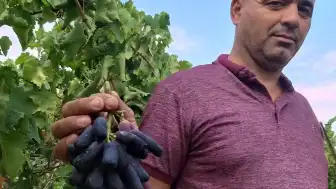 Manisa'da Sweet Sapphire Üzümünde İlk Hasat Gerçekleştirildi: 80 Asmadan 7 Ton Ürün Elde Edildi