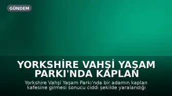 Yorkshire Vahşi Yaşam Parkı'nda Kaplan Kafesine Giren Adam Ciddi Yaralandı