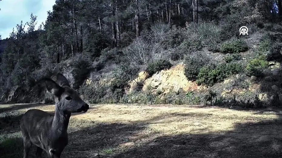 Tekirdağ'da Ormanlık Alanda Fotokapana 3 Karaca Yansıdı